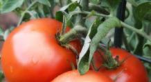 Как ухаживать за помидорами — посадка, полив, подкормка и основные нюансы выращивания