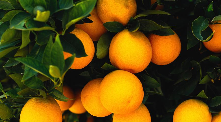 Апельсин. Полезные свойства. Полезны ли апельсины для нашего здоровья? Апельсин чем полезен для организма кратко