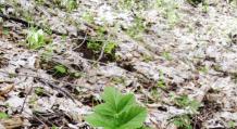 Трава нана армения. Армянские травы. Видео про полезные свойства чабреца