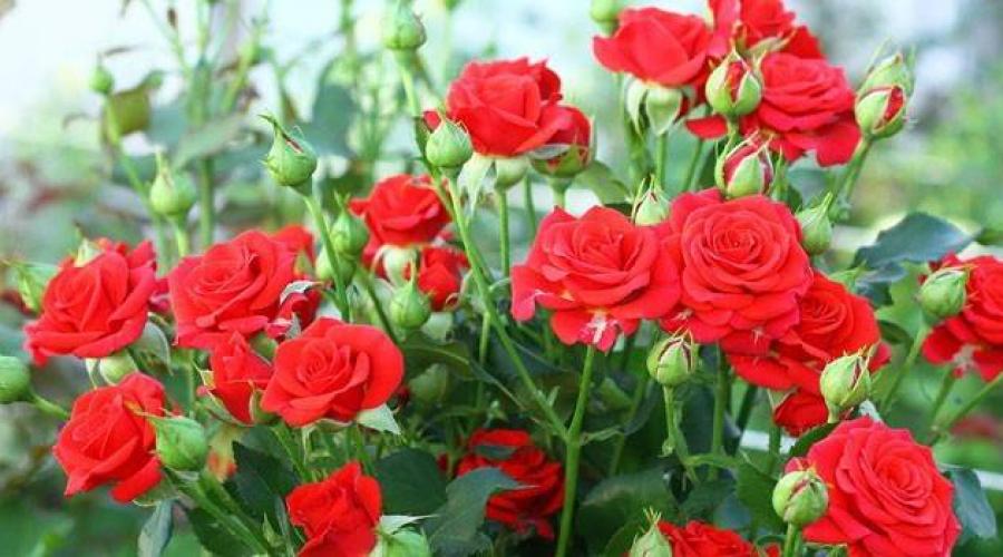 Розы кустовые. Кустовые розы – неотразимая красота в компактных формах Роза кустовая желтая
