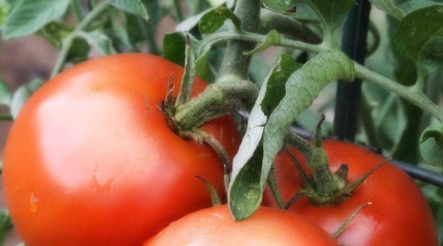 Как вырастить хорошие помидоры в открытом грунте. Как ухаживать за помидорами — посадка, полив, подкормка и основные нюансы выращивания. Советы и секреты ухода за томатами для начинающих (110 фото и видео) Как вырастить помидоры в открытом