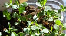 Иберис посадка и уход в грунте выращивание из семян Иберис размножение
