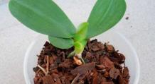 Инструкция, как вырастить фаленопсис из семян в домашних условиях Можно ли вырастить фаленопсис из семян