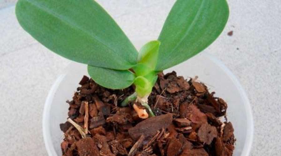 Выращивание орхидеи из семян стало возможным. Инструкция, как вырастить фаленопсис из семян в домашних условиях Можно ли вырастить фаленопсис из семян