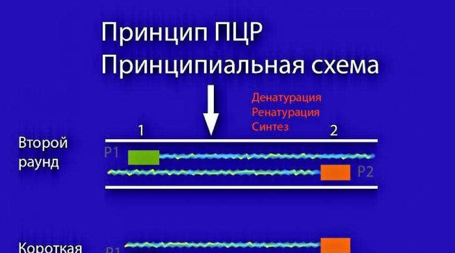 Пцр телефон