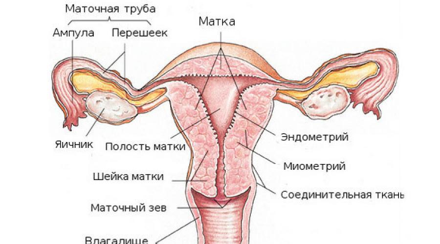 Причины почему миометрий стал неоднородным. Что значит диагноз «диффузные изменения миометрия» и опасна ли эта патология? Причины неоднородности миометрия, почему так происходит