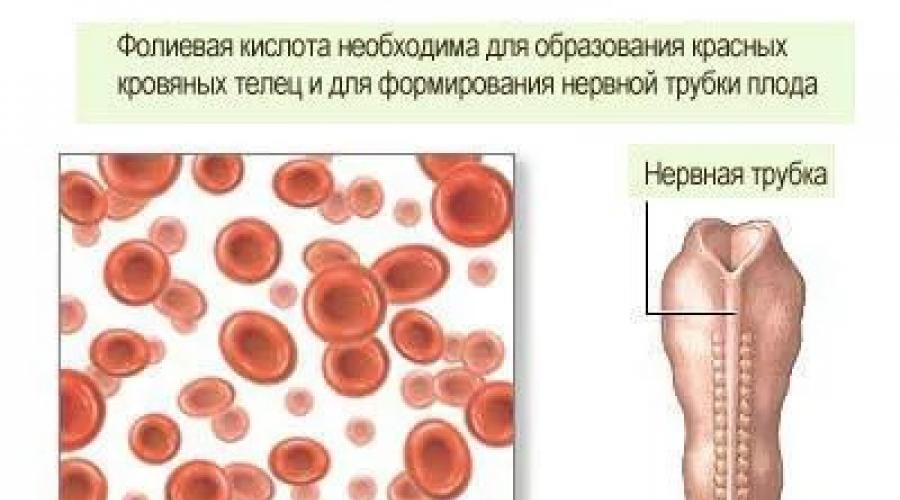 У каких витаминов и минералов хорошая совместимость с фолиевой кислотой и почему нельзя алкоголь? Фолиевая кислота - инструкция по применению Фолиевая кислота с другими витаминами группы в